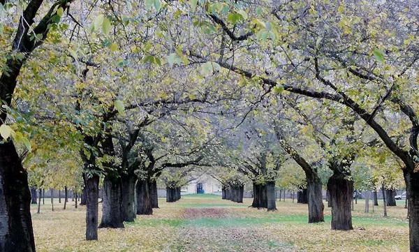 Obstgarten im Schwetzinger Schlossgarten im Herbst